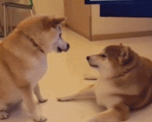 300_240gif 动态图 动图