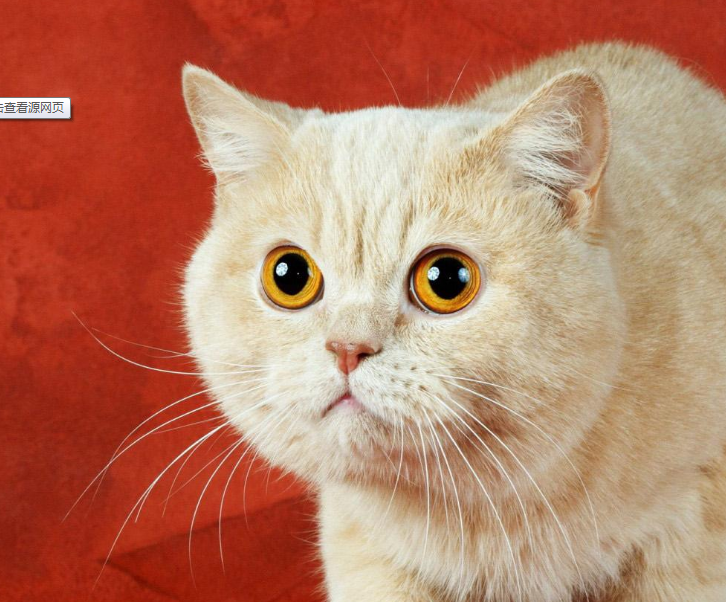 你知道猫咪的眼睛跟人类的眼睛有什么区别吗猫眼冷知识