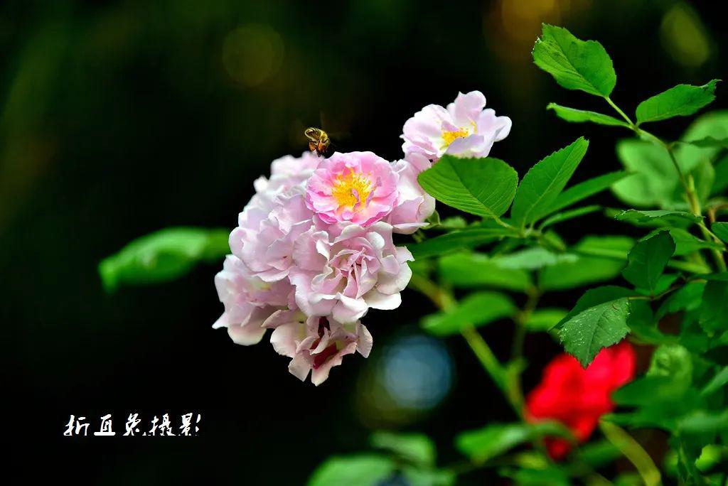 小果蔷薇,木香,粉团蔷薇,黄木香花等等……摄影:悠然蜀客其实蔷薇属的