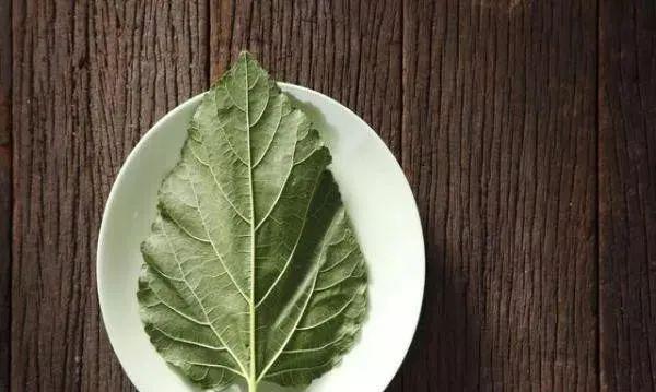 桑叶泡水喝的功效可清肺 7116136f820941928fa1cc955b2e7983.jpeg