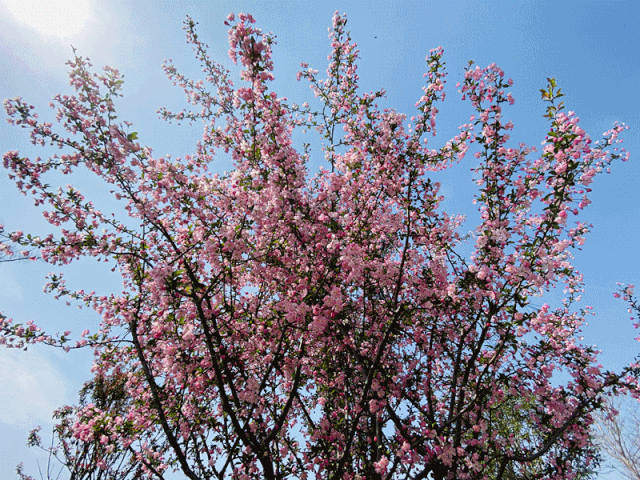 樱花,桃花,紫藤花…百花齐放,争奇斗艳