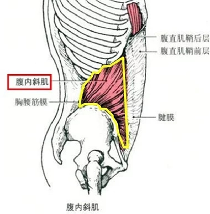 腹内斜肌:功能:使躯干屈曲,下固定时,单侧收缩,使脊柱向同侧侧屈和向