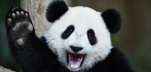 中国国宝大熊猫看似善良的外表,曾经却是王者?老虎狮子都怕它!