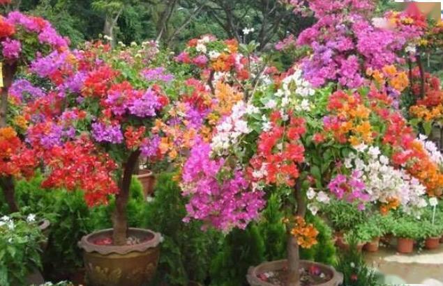 三角梅用什么肥料催花 850a344e219647aab3caafd595c26c99.jpeg