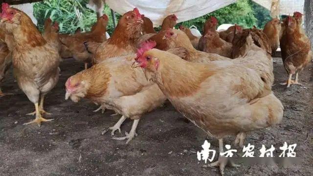 怎么养小土鸡 85ca8a0cca1d4345825d6e879da4c8fd.jpeg