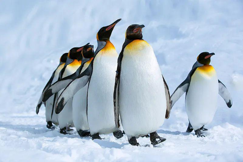 是帝企鹅给人的印象太深,很多人都认为企鹅只生活在冰天雪地的南极