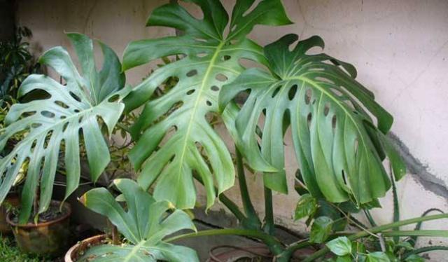 龟背竹怎么养护叶子发黄 97fe3680781545e5bb923bd0cb656050.jpeg