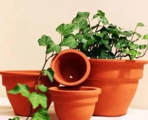 盆栽花卉怎么换盆用什么土 98061a328a1e48c0a29cc716a93acecd.jpeg