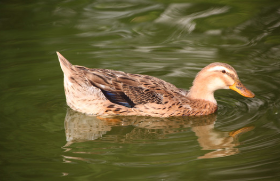 9b5418ab439348e3bf069090d8df992c.png