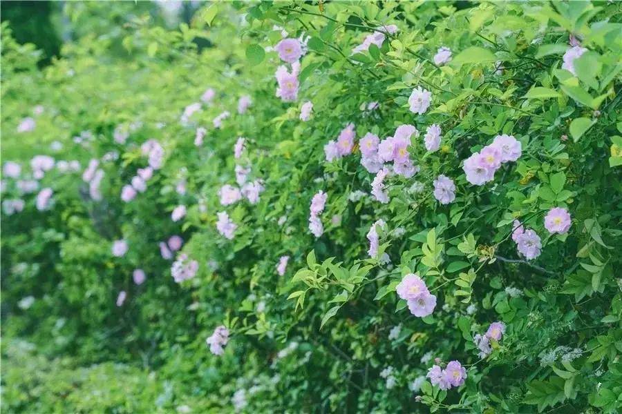 蔷薇花海带你穿梭在城市的美貌中