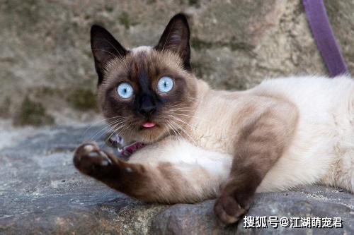 十二星座适合养什么宠物?狮子座的最霸气,水瓶座的最让人费解