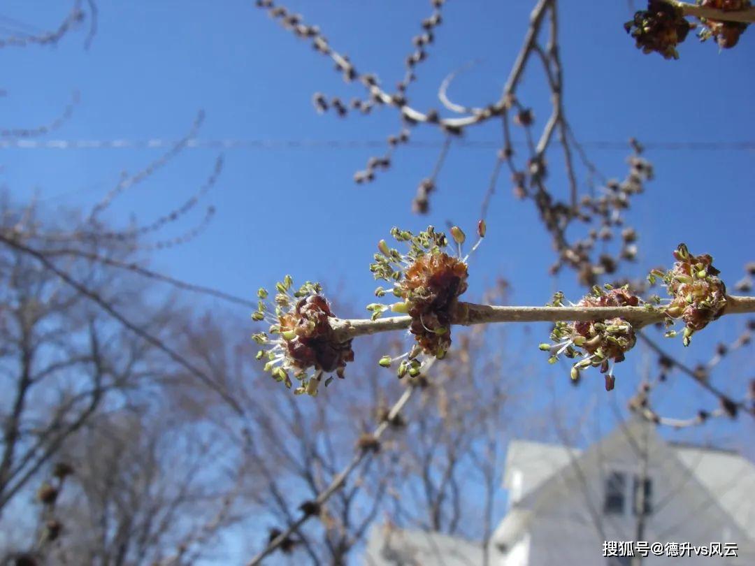 榆树的花.图片:ben vanderweide / inaturalist