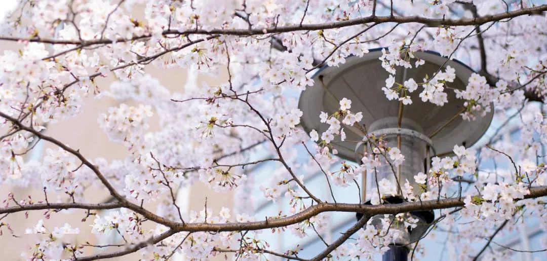 2020年华中师大心理_2020年“师范大学”排名出炉,榜首名至实归,东北师大(2)