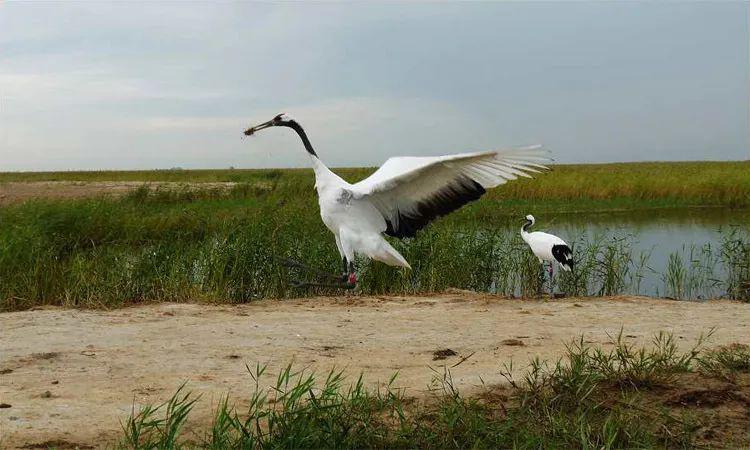 辽河三角洲湿地