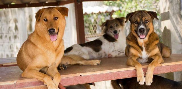 哪里买机器狗最好 b45b33ac2c5c46aa88c7334875085915.jpeg