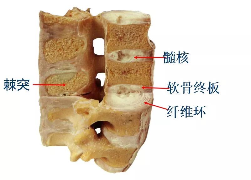 2,腰椎间盘的结构(3)腰椎上下关节突关节面呈矢状位(内,外关系).