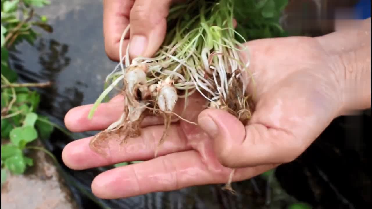 农村这种野草的果实晶莹剔透,俗称"水晶萝卜",你有见过吗