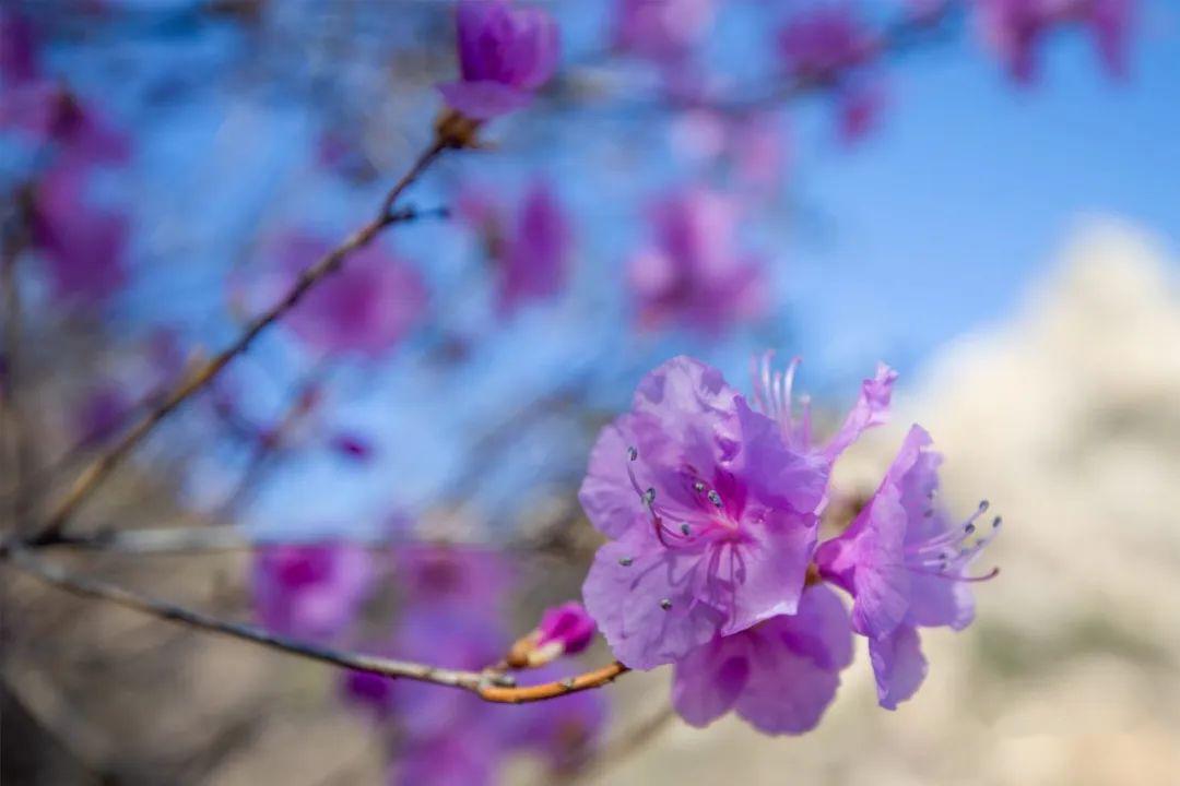 野生的杜鹃花紫里泛红,花蕊点点,有别于人工栽培的颜色.