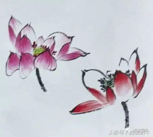 国画之荷花花头的没骨法画法以及不同形态的荷花花头