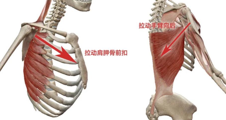 其中前锯肌使肩胛骨向前扣,带动手臂下压.