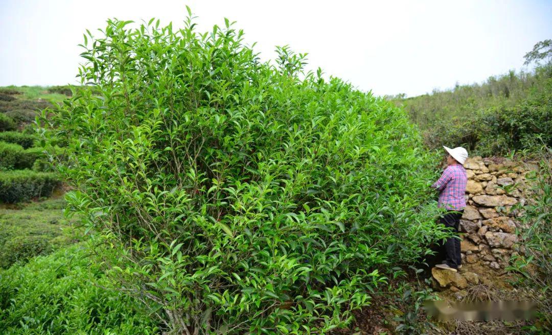 遭雷击了这单丛茶