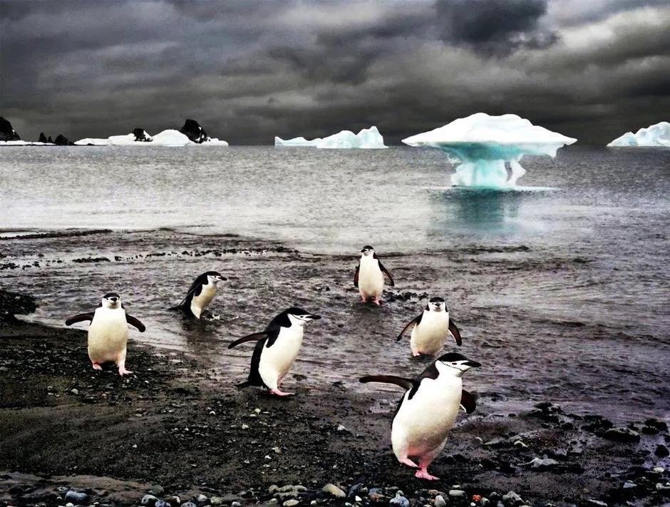 世界企鹅日丨不会游泳的海鸟不是好企鹅