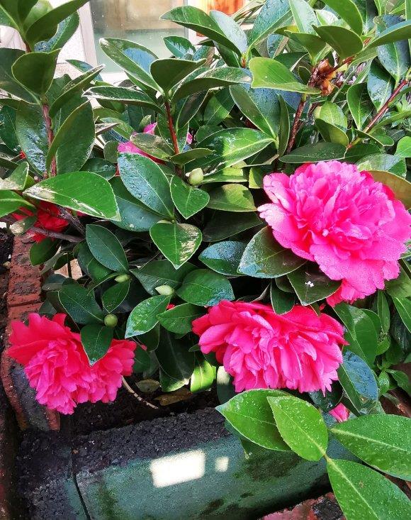 原创茶花很好养,茶花有"4喜","2忌",把握好了,不黄叶开花多