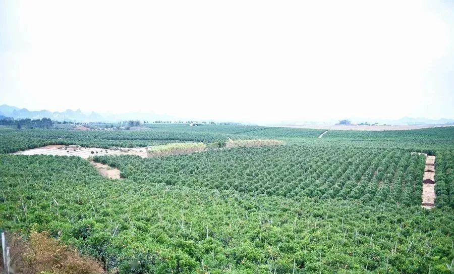 南宁坛洛人口_南宁坛洛镇风景图