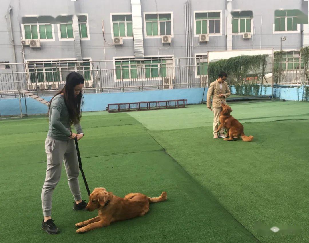 宠物驯导师 培训班学员 日常训练分享_训犬