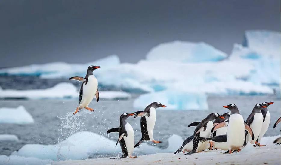 世界企鹅日丨不会游泳的海鸟不是好企鹅