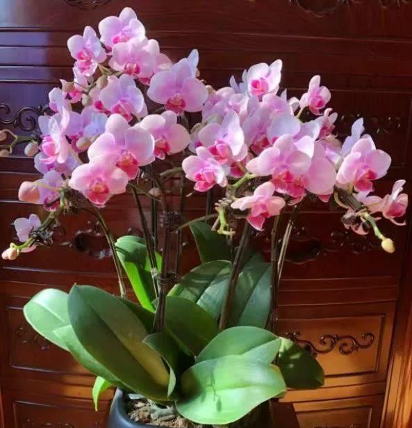 蝴蝶兰开完花后怎么处理 e713765aea7b4a028f066170070d199a.jpeg