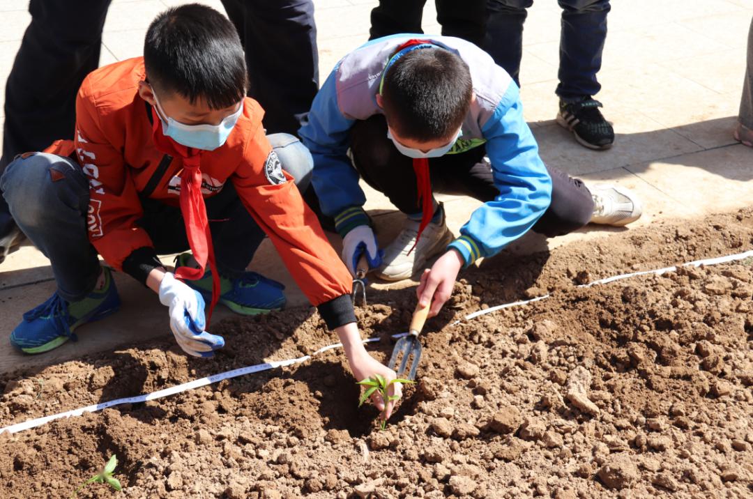 创新校区北塘实验小学创新校区开展种花种菜劳动实践活动科学播种