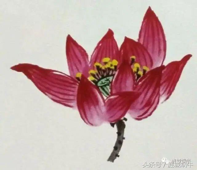 国画之荷花花头的没骨法画法以及不同形态的荷花花头