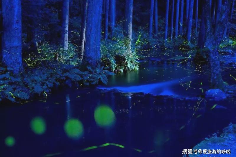 娱乐】美到不真实,追逐日本最浪漫的萤火森林,瞬间跌入一场童话梦境里