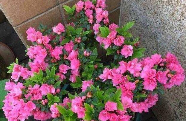 花多多10号怎么用 eeff63fde1c441b5b866f2b13997f6fb.jpeg