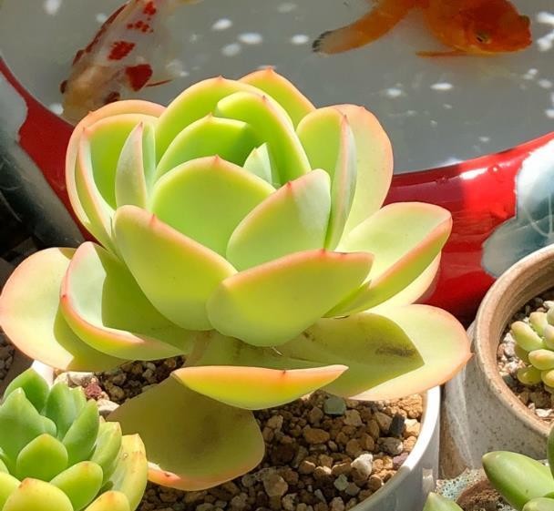 多肉叶插多久能发芽长出 f1aa537c1ea94b87aaec1707d5b5abb3.jpeg