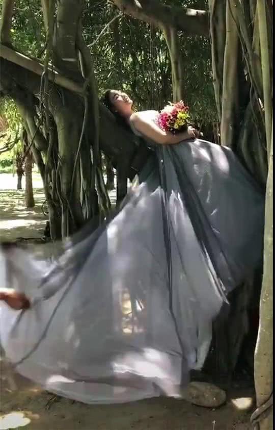 树上的婚纱照_树上知了图片(2)