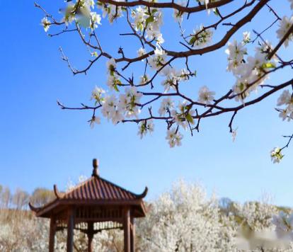 长春莲花山百年梨园第三届梨花节