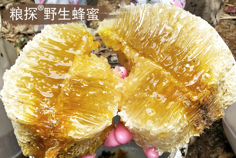整棵树100多万只"杀人蜂",也挡不住粮探寻蜜人对野生蜂蜜的渴望