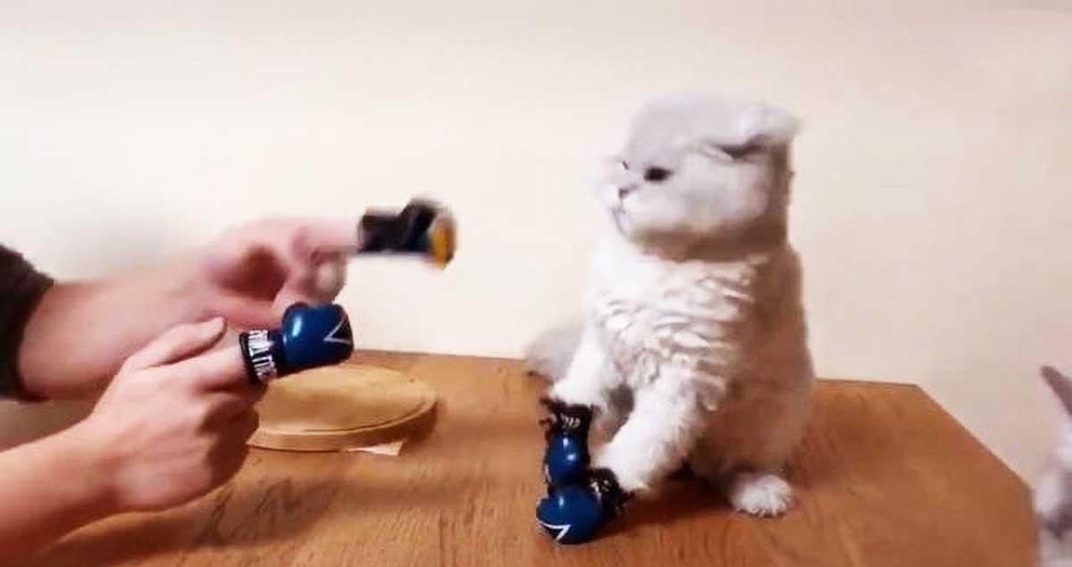 人与猫咪玩游戏,不小心惹怒它,下一秒它的举动,让人笑出猪叫