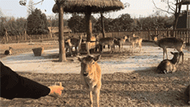 0f05a35b2ad440cc88baad0c8b1e3148.gif