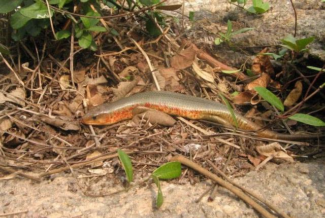 蛇是什么时候捕食的 16029dcf96bb44ce92f2bf89c0795f9a.png