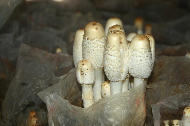 蘑菇排名_蘑菇卡通图片(2)