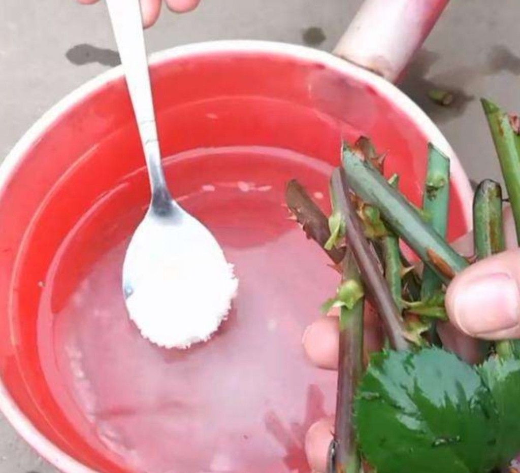 怎么样自制生根水 1b18b7da8ab14893bb2d971706edb877.jpeg