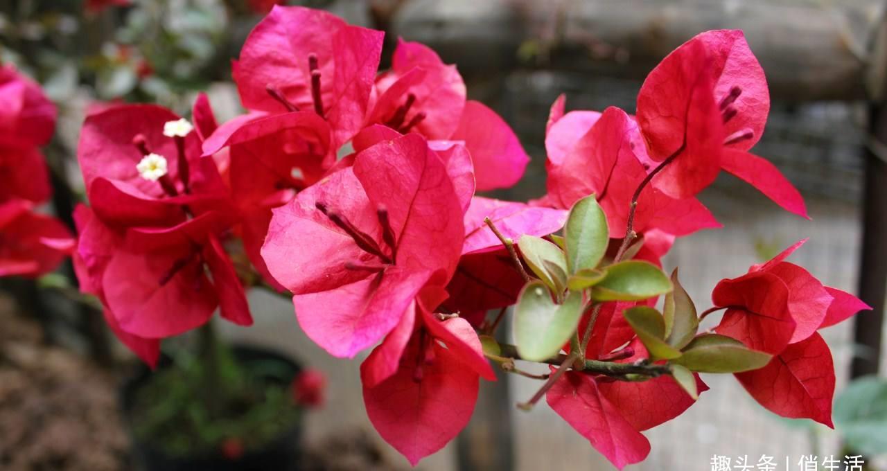 精品三角梅花卉 1e5fa965c7a44d1296c3b59a43e6b9a3.jpeg