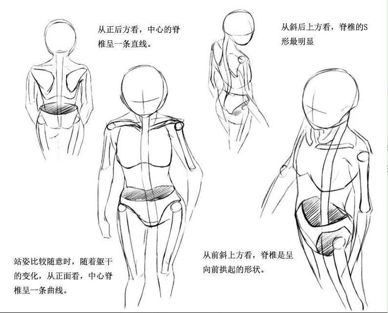 绘画技能干货 | 【人体躯干】的绘画技巧(一)