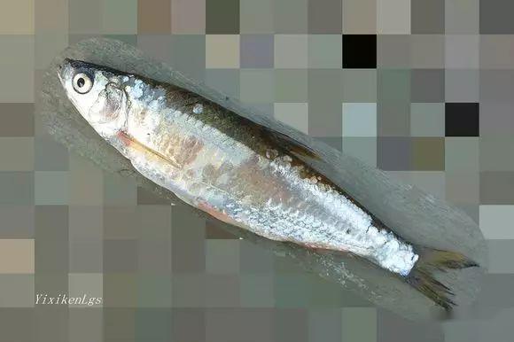 鯵鱼 读音:[shēn] 别名:餐鲦鱼鮂,黑鰦,白鲦,参鱼,肉条鱼,白漂子,鰺