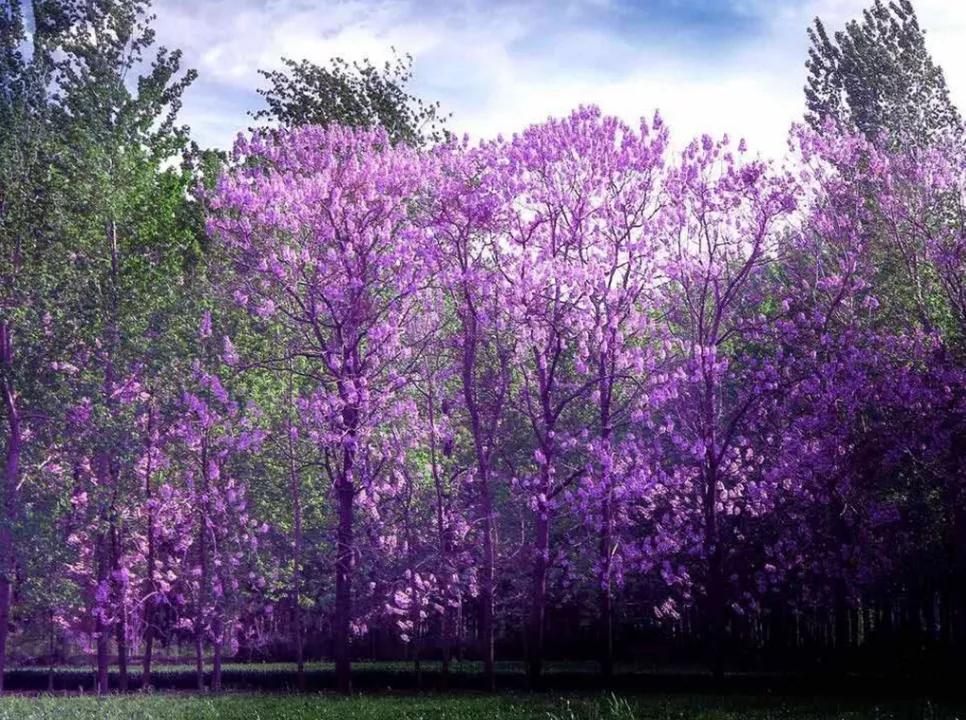 商丘睢阳区泡桐花开景色美