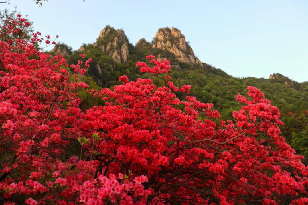 第十九届河南·汝阳杜鹃花节暨炎黄文化节盛大开幕!