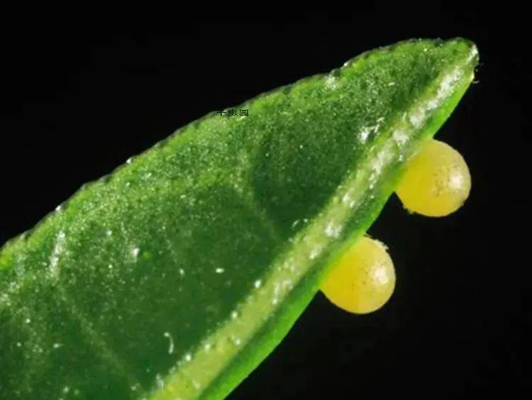 蝴蝶的百变日记神奇的大自然毛毛虫的大变身